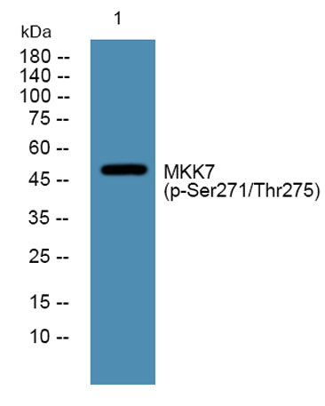 MKK7 (phospho-Ser271/Thr275) rabbit pAb