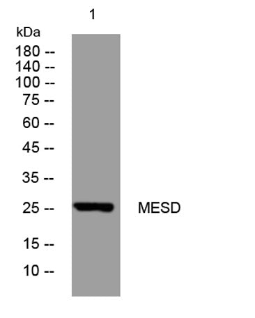 MESD rabbit pAb