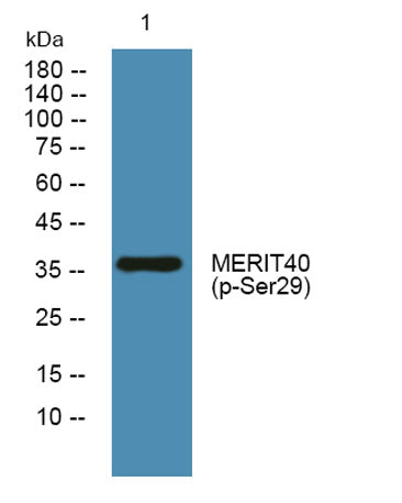 MERIT40 (phospho-Ser29) rabbit pAb
