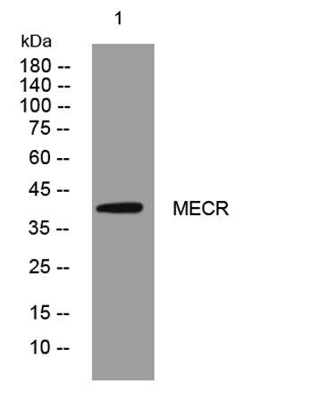 MECR rabbit pAb
