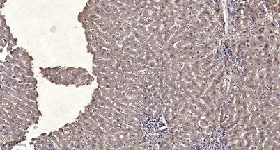 M-CSF Receptor (phospho-Tyr923) rabbit pAb