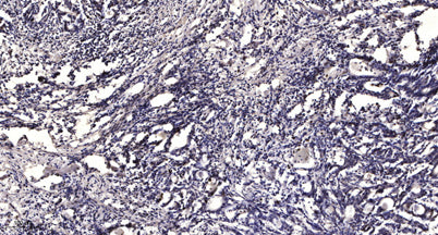 MCM2 (phospho-Ser139) rabbit pAb