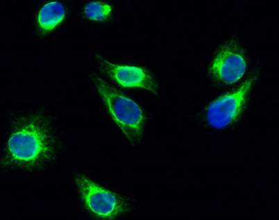 Cortactin (phospho Tyr466) rabbit pAb