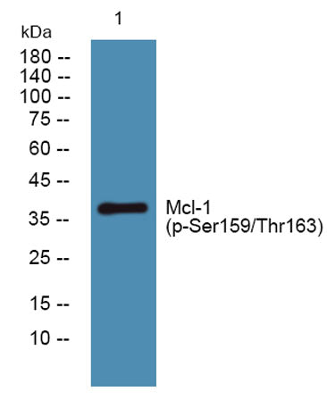 Mcl-1 (phospho-Ser159/Thr163) rabbit pAb