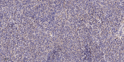 MCHL1 rabbit pAb