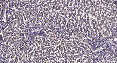 MAP2 (Phospho-Thr1616) rabbit pAb