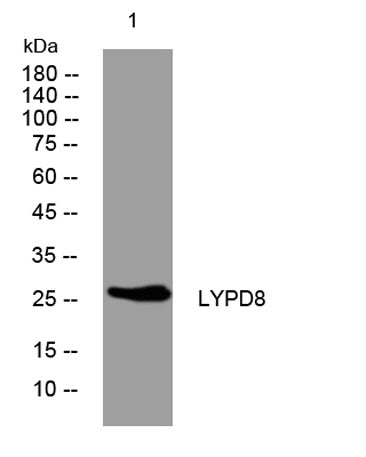 LYPD8 rabbit pAb