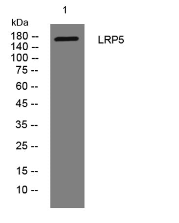 LRP5 rabbit pAb