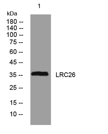 LRC26 rabbit pAb
