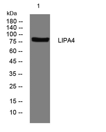 LIPA4 rabbit pAb