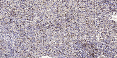 LCE4A rabbit pAb