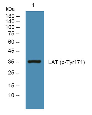 LAT (phospho-Tyr171) rabbit pAb