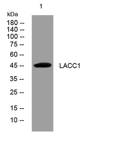 LACC1 rabbit pAb