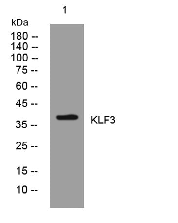 KLF3 rabbit pAb