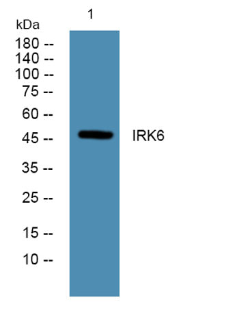 KIR3.2 rabbit pAb