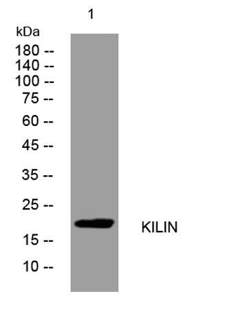 KILIN rabbit pAb