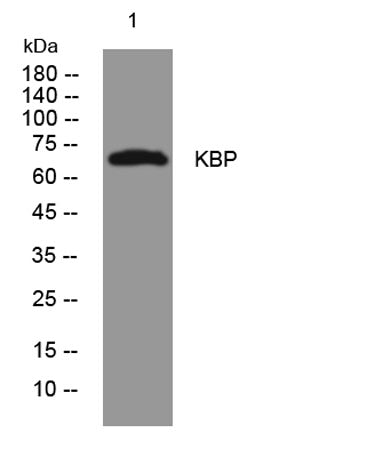 KBP rabbit pAb