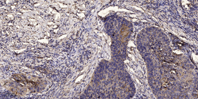 Jak3 (phospho-Tyr980/981) rabbit pAb