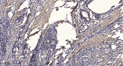 Jak1(phospho-Tyr1034/1035) rabbit pAb