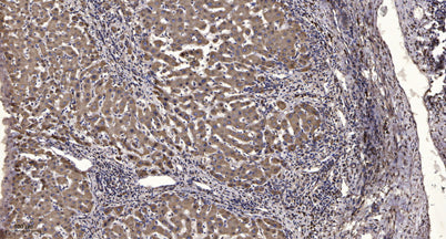 IRS-1 (phospho-Ser318) rabbit pAb