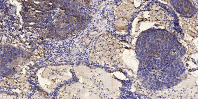 IRF-7 (phospho-Ser477) rabbit pAb