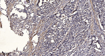 IRF-7 (phospho-Ser471/472) rabbit pAb