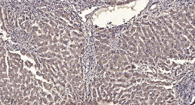 IP3 Receptor (phospho-Ser1756) rabbit pAb
