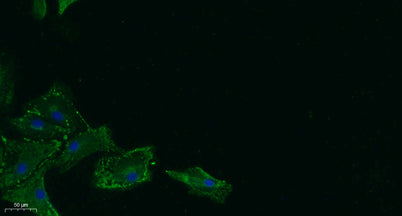 17β-HSD11 rabbit pAb