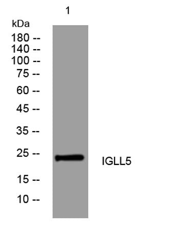 IGLL5 rabbit pAb