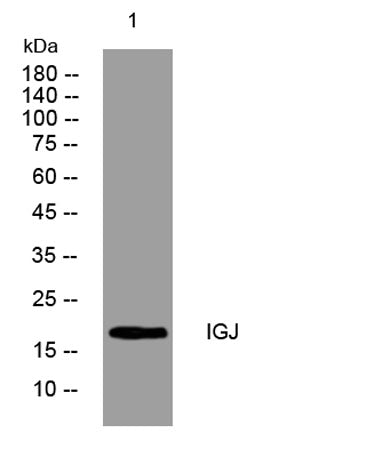 IGJ rabbit pAb