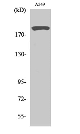53BP1 rabbit pAb