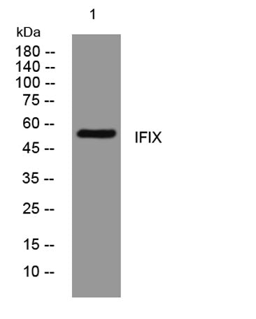 IFIX rabbit pAb