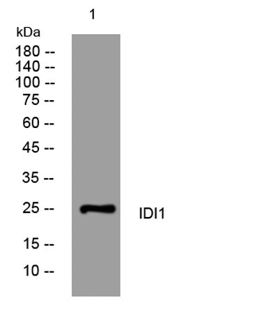 IDI1 rabbit pAb