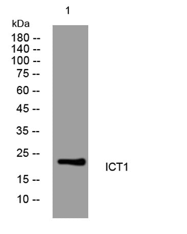 ICT1 rabbit pAb