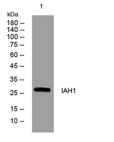 IAH1 rabbit pAb