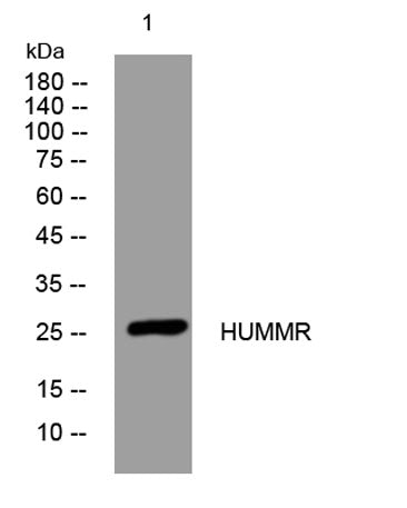 HUMMR rabbit pAb