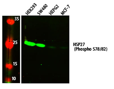 HSP27 (Phospho S78/82) rabbit pAb