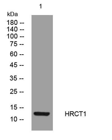 HRCT1 rabbit pAb