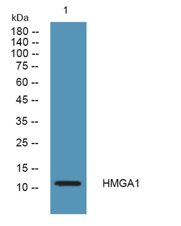 HMG-I/HMG-Y Rabbit pAb
