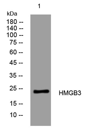 HMGB3 rabbit pAb