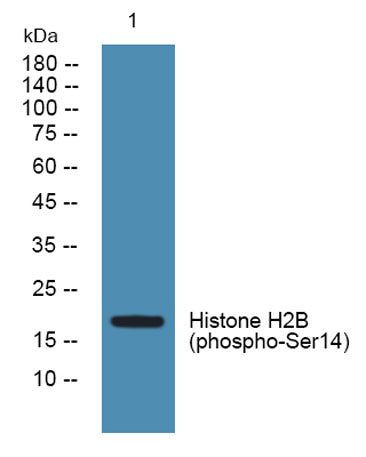 Histone H2B (phospho-Ser14) rabbit pAb