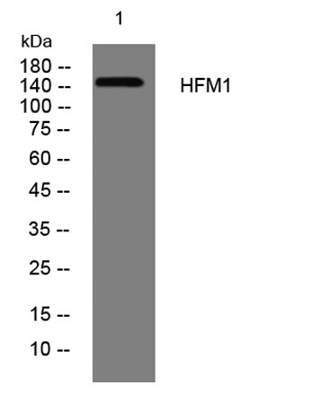 HFM1 rabbit pAb