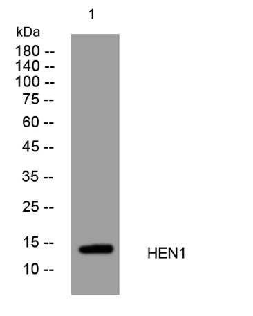 HEN1 rabbit pAb