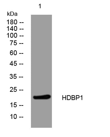 HDBP1 rabbit pAb