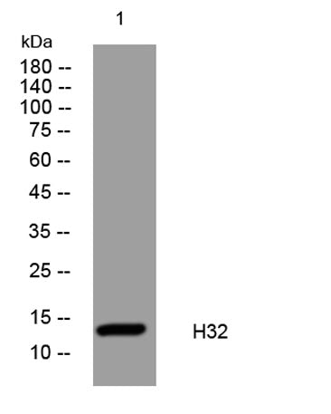 H32 rabbit pAb