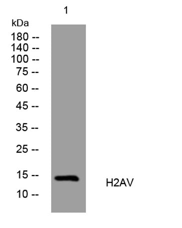 H2AV rabbit pAb