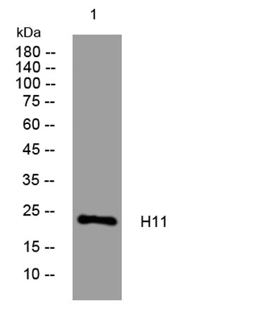 H11 rabbit pAb