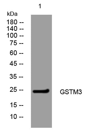 GSTM3 rabbit pAb