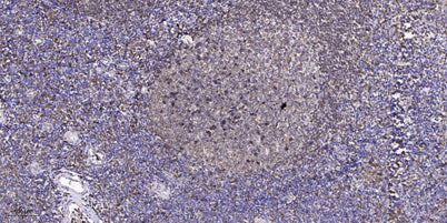 GNG8 Rabbit pAb