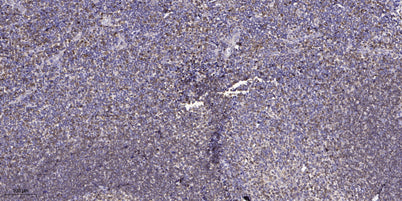 GNG2 Rabbit pAb